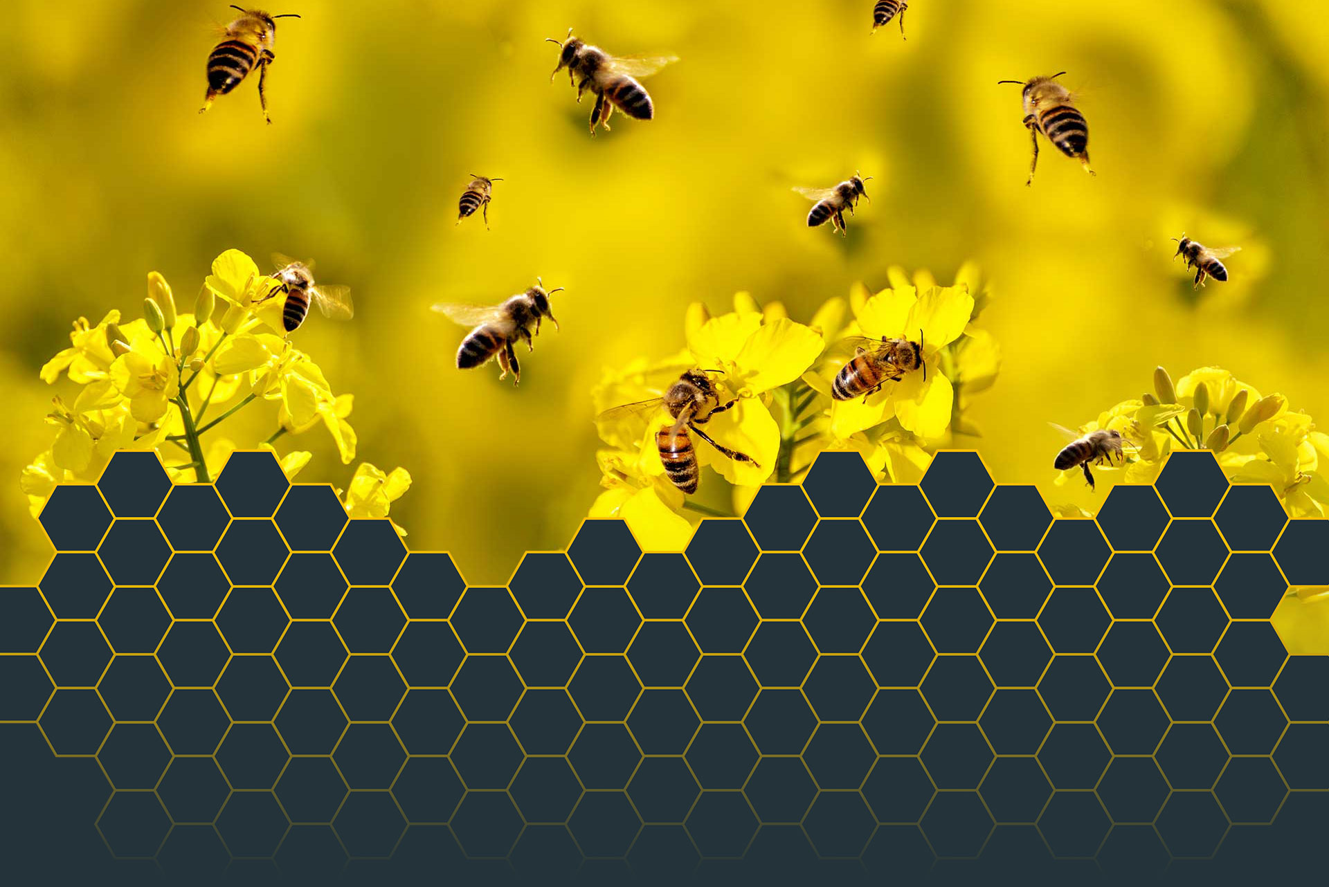 Header_Bienen_Waben
